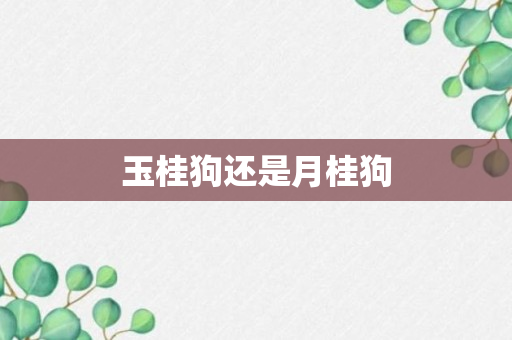 玉桂狗还是月桂狗