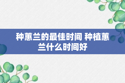 种蕙兰的最佳时间 种植蕙兰什么时间好