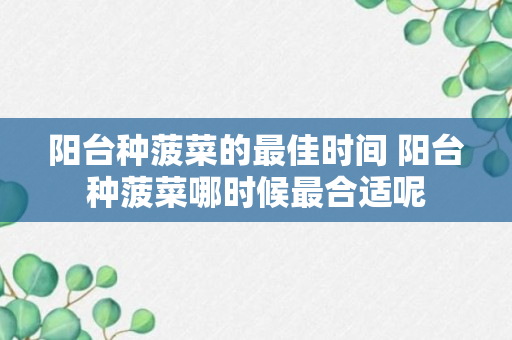 阳台种菠菜的最佳时间 阳台种菠菜哪时候最合适呢