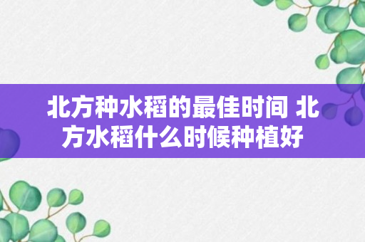 北方种水稻的最佳时间 北方水稻什么时候种植好