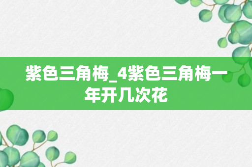 紫色三角梅_4紫色三角梅一年开几次花