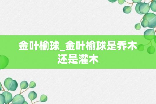 金叶榆球_金叶榆球是乔木还是灌木