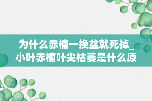 为什么赤楠一换盆就死掉_小叶赤楠叶尖枯萎是什么原因