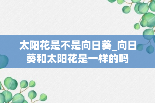 太阳花是不是向日葵_向日葵和太阳花是一样的吗