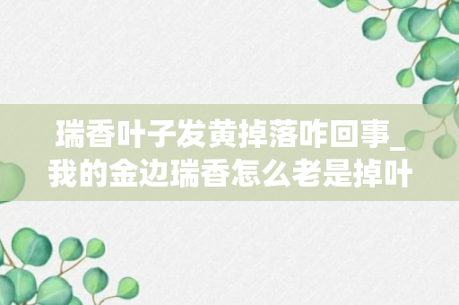 瑞香叶子发黄掉落咋回事_我的金边瑞香怎么老是掉叶，叶子上还有黑斑