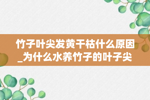 竹子叶尖发黄干枯什么原因_为什么水养竹子的叶子尖会干枯，该则么办