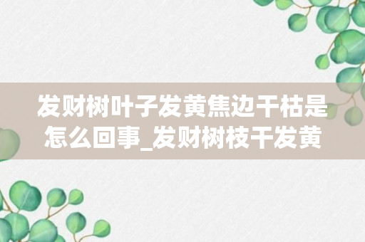 发财树叶子发黄焦边干枯是怎么回事_发财树枝干发黄干枯怎么回事