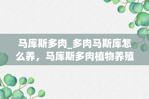 马库斯多肉_多肉马斯库怎么养，马库斯多肉植物养殖