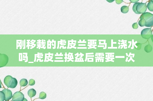 刚移栽的虎皮兰要马上浇水吗_虎皮兰换盆后需要一次性浇透水吗