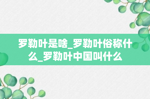 罗勒叶是啥_罗勒叶俗称什么_罗勒叶中国叫什么