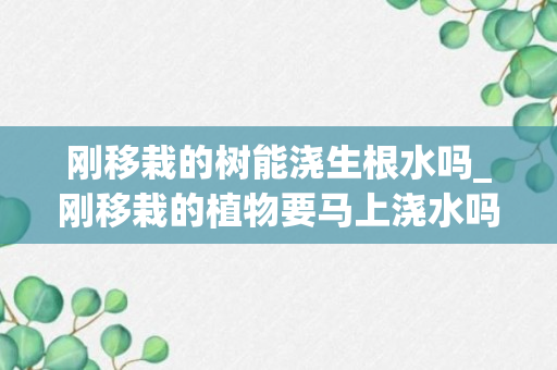 刚移栽的树能浇生根水吗_刚移栽的植物要马上浇水吗