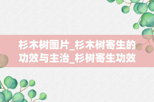 杉木树图片_杉木树寄生的功效与主治_杉树寄生功效与主治及图片