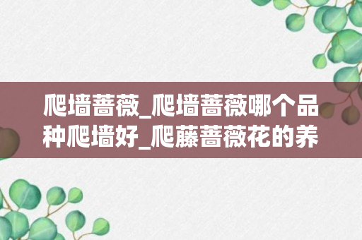 爬墙蔷薇_爬墙蔷薇哪个品种爬墙好_爬藤蔷薇花的养殖方法