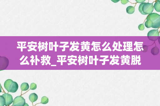 平安树叶子发黄怎么处理怎么补救_平安树叶子发黄脱落怎样挽救_平安树叶子发黄掉落补救办法