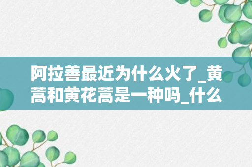 阿拉善最近为什么火了_黄蒿和黄花蒿是一种吗_什么是黄花蒿