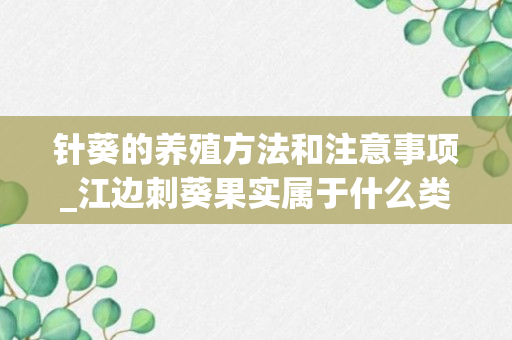 针葵的养殖方法和注意事项_江边刺葵果实属于什么类型_油葵的果实类型