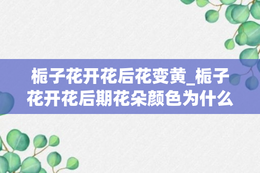 栀子花开花后花变黄_栀子花开花后期花朵颜色为什么变黄_有什么处理办法