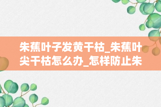 朱蕉叶子发黄干枯_朱蕉叶尖干枯怎么办_怎样防止朱蕉的叶片干缩焦黄