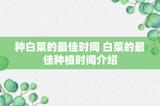 种白菜的最佳时间 白菜的最佳种植时间介绍