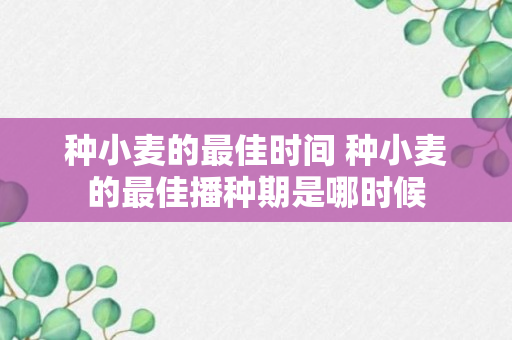 种小麦的最佳时间 种小麦的最佳播种期是哪时候